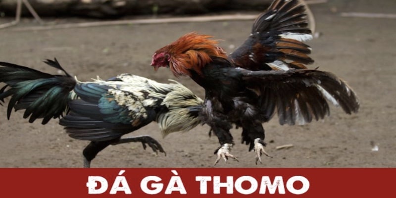 Đá Gà Thomo PG88: Trải Nghiệm Cá Cược Trực Tuyến Mới Mẻ 2025