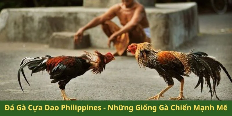 Đá gà cựa dao Philippines