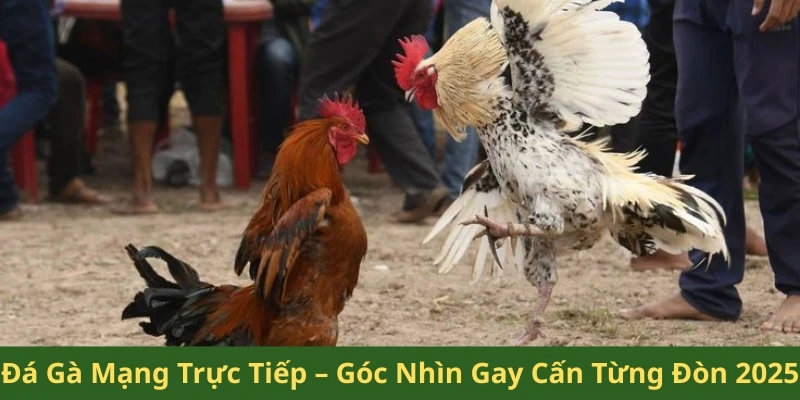 Đá gà mạng trực tiếp