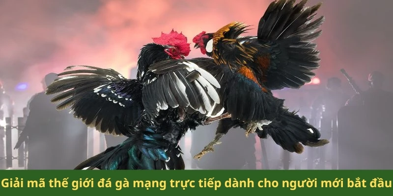 Giải mã thế giới đá gà mạng trực tiếp dành cho người mới bắt đầ