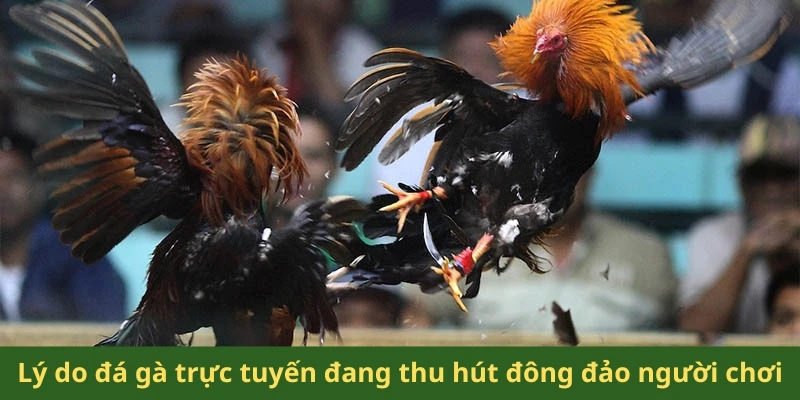 Lý do đá gà trực tuyến đang thu hút đông đảo người chơi