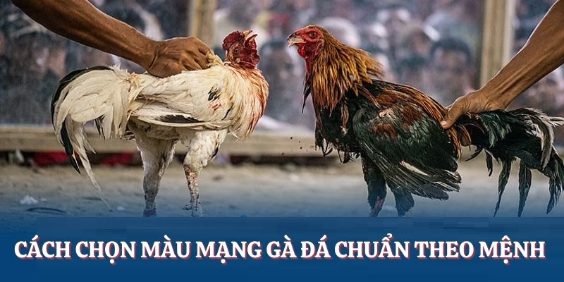 Hướng dẫn chọn màu mạng gà đá phù hợp với mệnh