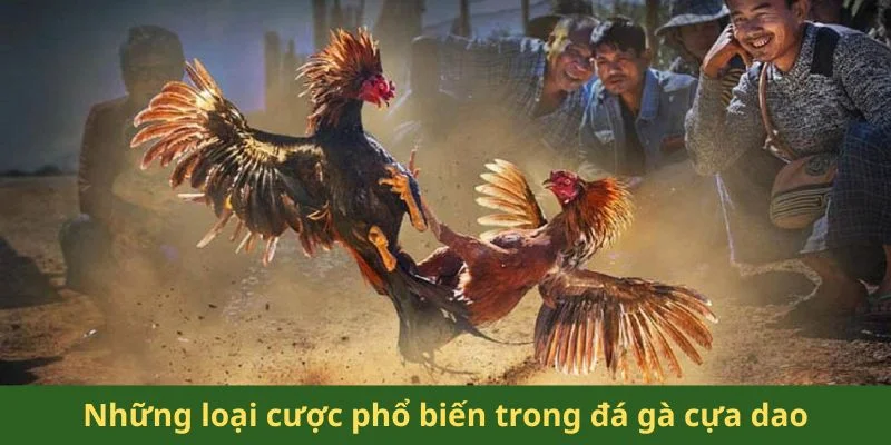 Đá Gà Cựa Dao Philippines - Những Giống Gà Chiến Mạnh Mẽ 3 Những loại cược phổ biến trong đá gà cựa dao