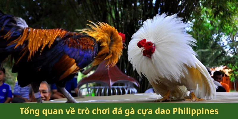 Đá Gà Cựa Dao Philippines - Những Giống Gà Chiến Mạnh Mẽ 1 Tổng quan về trò chơi đá gà cựa dao Philippines